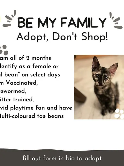 A detailed profile of Bean: 2 months old, female, vaccinated, dewormed, litter-trained, and a playtime enthusiast with the cutest toe beans.