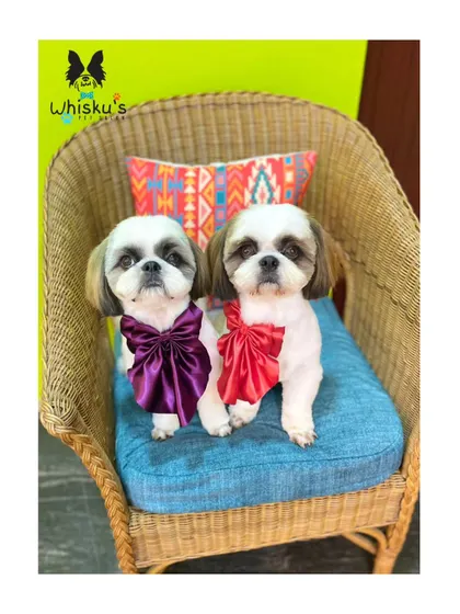 Rolly and Soda, a pair of adorable Shih Tzus, sitting together after their grooming. Their coats are trimmed short for easy maintenance.