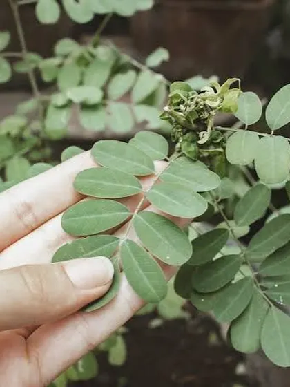 Holding the delicate leaves of the indigo plant. Connecting with the source of my colors is a fundamental part of my artistic and sustainable practice.