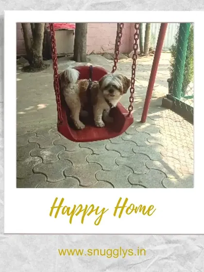 This little Shih Tzu is trying out the red swing. I have different toys and structures to keep the dogs engaged and entertained.