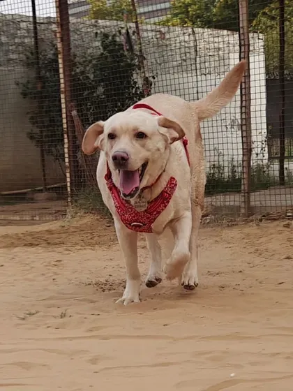 Daisy, a 3-year-old Labrador with a history of heat strokes, is here for a short stay. Her owners trust us with her specific health needs, and we take that responsibility very seriously, ensuring she is safe and comfortable.
