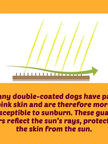 Shaving a double-coated dog exposes their pale skin to the sun, increasing the risk of sunburn. The guard hairs are their natural sunblock.