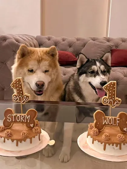Double the trouble, double the cake. Wolf and Storm, two adorable husky siblings, celebrated their very first birthday together with matching peanut butter and chicken cakes. We love creating special treats for multi-pet families.