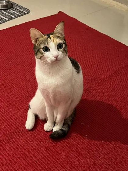 Luna, one of three siblings staying with me, looking curious and wide-eyed. I can accommodate bonded pairs or groups in their own private space.