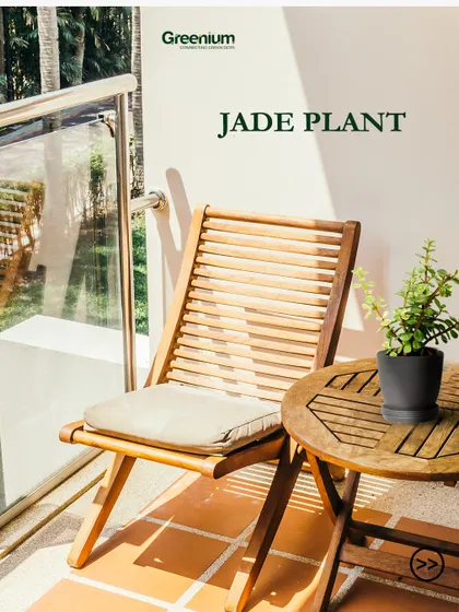 The Jade plant is an excellent option for a sunny balcony. Known as a good luck plant, it's easy to care for and adds a touch of green elegance to any corner.