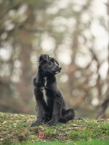 Sheru looking off to the side, ever watchful. These dogs are incredibly intelligent and aware of their surroundings.
