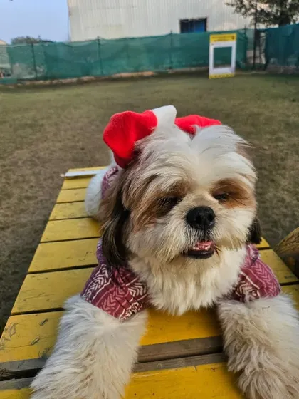 A sleepy Shih Tzu relaxes on a yellow bench, wearing a cute Santa hat. Even in moments of rest, the festive spirit is all around.