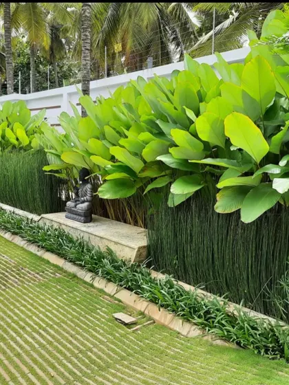 This design uses a dense planting of Calathea Lutea and Horsetail Reed to create a living green wall for privacy. A small Buddha statue sits on a stone bench, adding a meditative element to this tranquil garden corner.