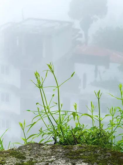 New growth in the foreground with foggy hills in the background. This composition plays with focus and depth to create a layered, atmospheric landscape.