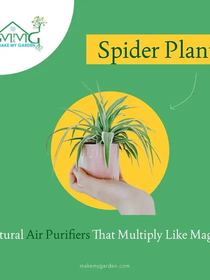 The Spider Plant is a fantastic air purifier and one of the easiest plants to propagate. Its arching leaves and little "spiderettes" make it a fun and rewarding plant for any home.