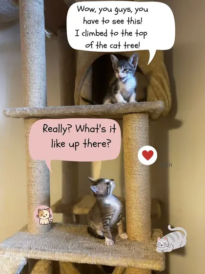 Adventure time! A brave kitten has conquered the mighty cat tree and is raving about the view. This is how our fosters build confidence and strength.