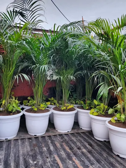 Another view of the Areca Palms, showing their lush, feathery fronds. They are a key component in our tropical-themed designs.