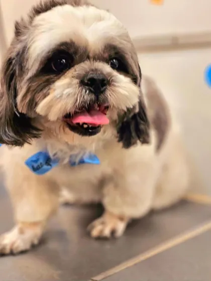 This little Shih Tzu is looking dapper with a fresh haircut and a smart blue bow tie.
