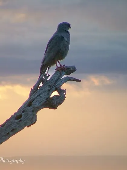 A Gabar Goshawk perched on a dead branch during golden hour in the Masai Mara. The soft, warm light and beautiful sky create a serene and picturesque wildlife portrait.