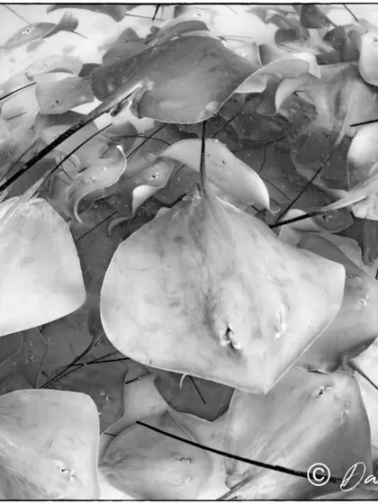This black and white photograph captures the artistic, almost sketch-like quality of a stingray fever. The overlapping shapes and lines show the beautiful chaos of this incredible natural gathering.