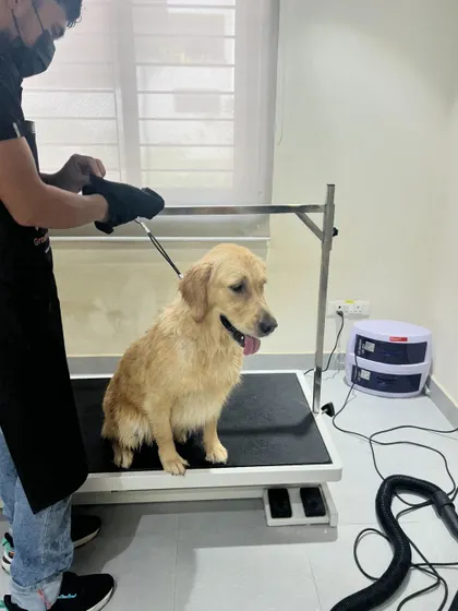 A wet Golden Retriever patiently waiting on the grooming table before the blow-dry. My setup is designed to be safe and efficient, even in your home.