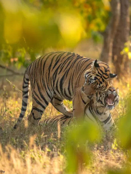 Another frame of the mating pair, seen through the foliage. Patience is key to witnessing these raw and natural behaviors.