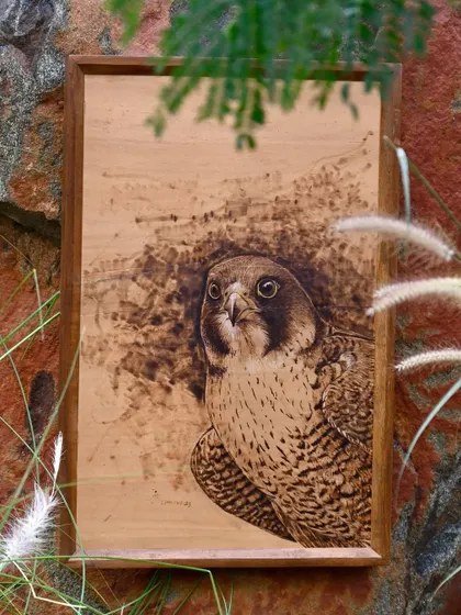A wild portrait of a falcon, created using pyrography. The artist's skillful technique brings the bird to life, capturing its fierce gaze and detailed feathers on a natural wood surface.