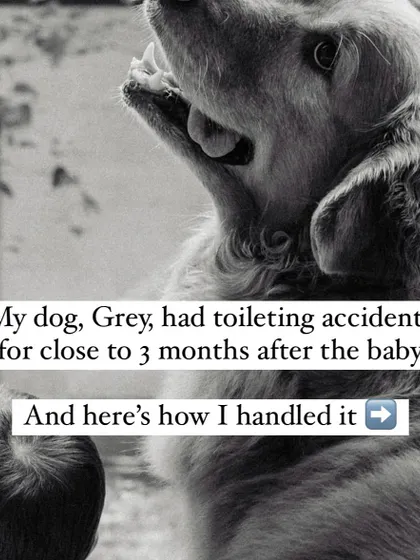 My own dog, Grey, had toileting accidents for three months after I brought my baby home. It happens. This series of images shows exactly how I handled it with patience and management, not punishment.