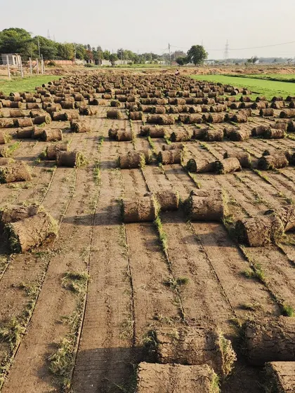A wide shot of our turf farm, showing the vast area we cultivate to meet demand.