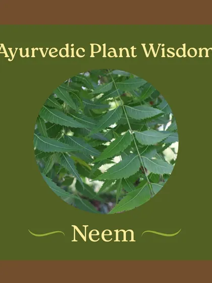 Captions for these will be educational, explaining the Ayurvedic properties and uses of plants like Neem (Nimbi) and Amla (Amalaki), or detailing aspects of the Ayurveda retreats and courses as shown in the images.