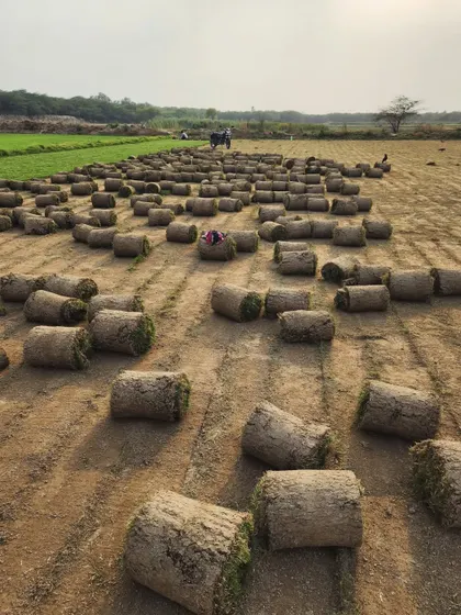 Another perspective of our vast turf fields, with hundreds of rolls ready for shipment.