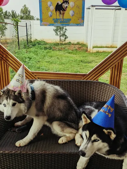 Double the trouble, double the fun. Rocky and Togo, two handsome huskies, celebrated their birthday together in style with party hats and a custom banner.