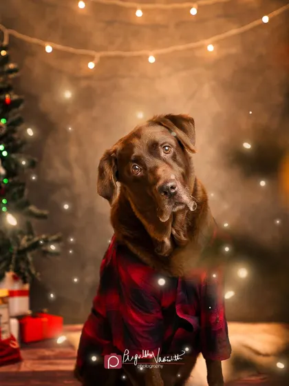 Louis the Chocolate Labrador giving his best head tilt for his Christmas portrait. The warm lights and festive shirt create a cozy, holiday card-worthy image.