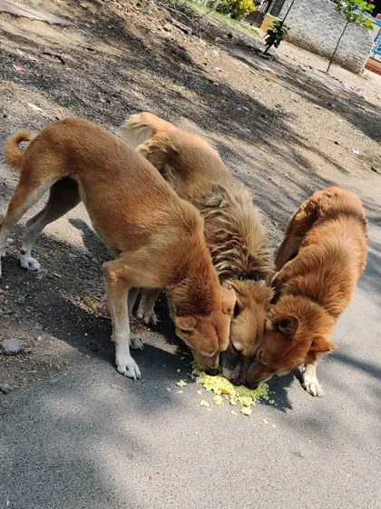 A lesson in sharing and caring from the Viman Sena. These three are enjoying a home-cooked chicken liver meal together. Your support helps me feed around 18 dogs a day.