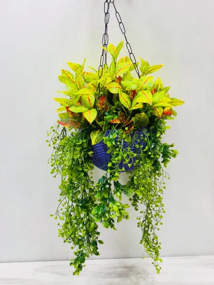 This hanging basket combines yellow-tipped leaves with trailing green vines in a striking blue pot.