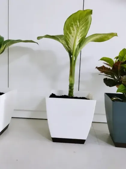 A selection of Dieffenbachia and Croton plants in stylish two-toned pots, ready for placement in an office. We select healthy, beautiful plants that are well-suited for indoor environments.