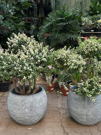 A pair of large, variegated Jade bonsai in textured stone ball planters. These mature specimens are perfect for creating a balanced and symmetrical look at an entrance or on a patio.
