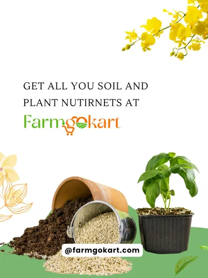 You can find all the soil and plant nutrients you need right here. This image shows a plant ready for potting, along with loose soil and additives to create the perfect custom blend.