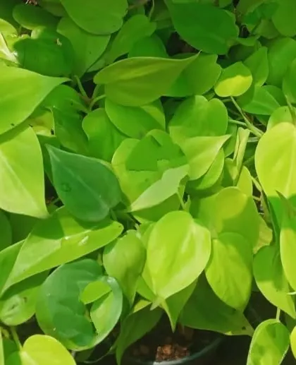 The bright, cheerful foliage of the Neon Pothos can liven up any workspace. We include these in our rental packages to add energy to office desks and common areas.