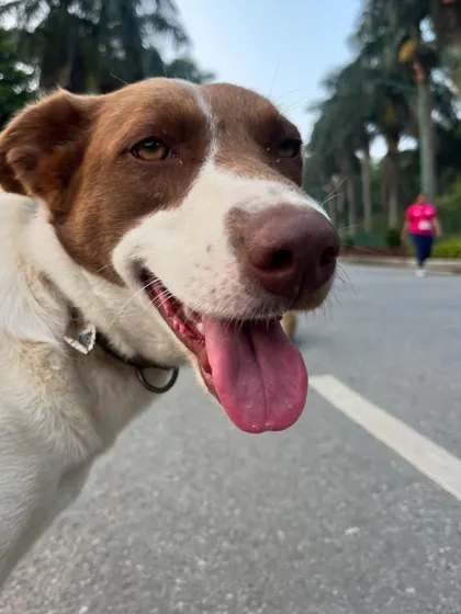 A happy, panting face of one of my favorite park dogs.