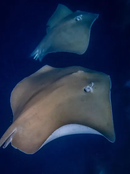 It felt like it was raining stingrays on this dive. These graceful creatures glided all around us, part of a massive school that also included various sharks in the near distance.