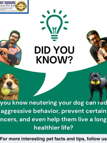 Did you know that neutering your dog can do more than just prevent unwanted litters? It can also reduce aggressive behavior, prevent certain types of cancer, and contribute to a longer, healthier life.