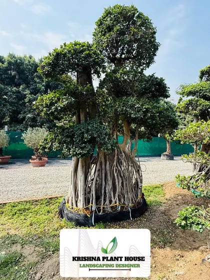 We source and supply extraordinary plants like this large, mature Ficus bonsai. With its intricate root system and expertly shaped canopy, a tree like this becomes a living sculpture and the centerpiece of any garden or large indoor space.