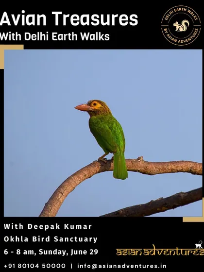 The Brown-headed Barbet, a familiar voice in Delhi's green spaces. This poster invites you to join our walk at Okhla Bird Sanctuary to connect the calls you hear with the birds that make them.