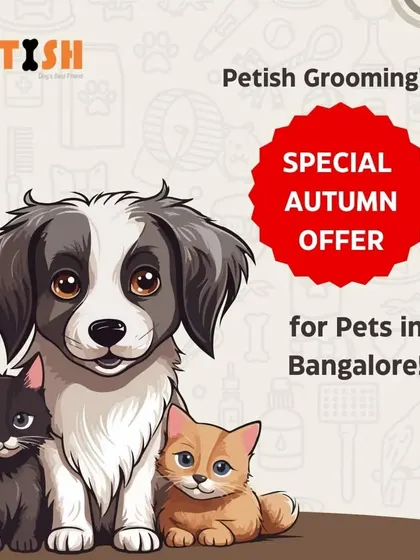 Announcing my special Autumn offer for pets in Bangalore! It's the perfect time for a seasonal refresh.