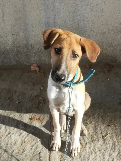 This was Puppy as a young dog, shortly after I first met him. His story, from being a stray on the streets to being cared for by a community, highlights the importance of compassion and looking out for the animals in our neighborhoods.