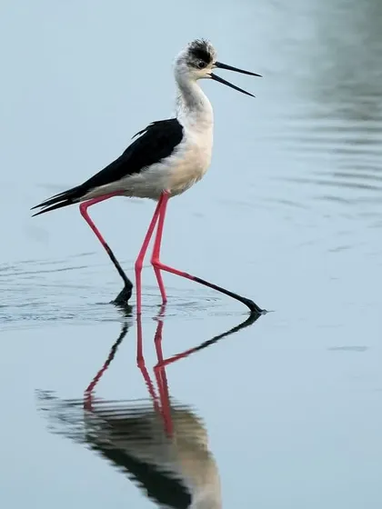 A Black-winged Stilt takes a graceful stride through the water, its impossibly long pink legs reflected perfectly. It is a bird that embodies elegance and poise.