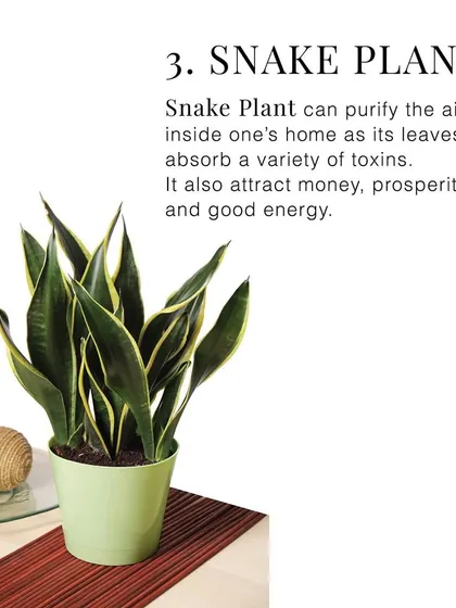 The Snake Plant is another excellent green gift, known for its air-purifying qualities and its symbolism of prosperity and good energy.