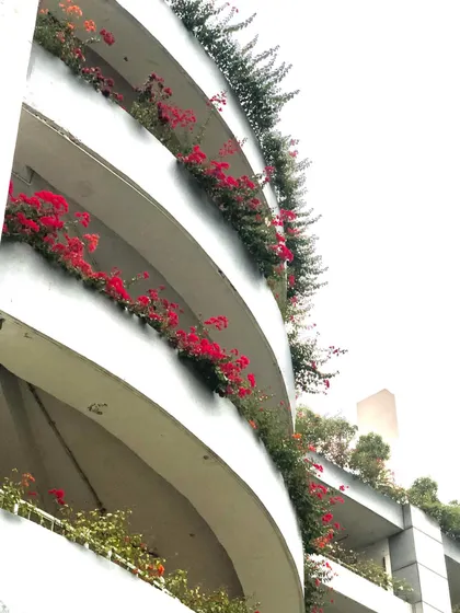 The contrast of the red Bougainvillea against the white concrete building is striking. I can help you choose the right color varieties for your project.