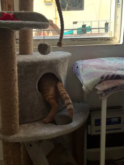 And... he's gone! Ziggy diving into the cat tree tunnel. This is what a happy, playful cat looks like in a stimulating environment.