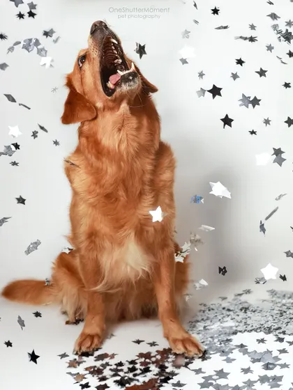 Trying to catch every last piece of confetti! This candid shot shows the goofy and playful side of celebration photoshoots. It's all about letting your doggo have fun.
