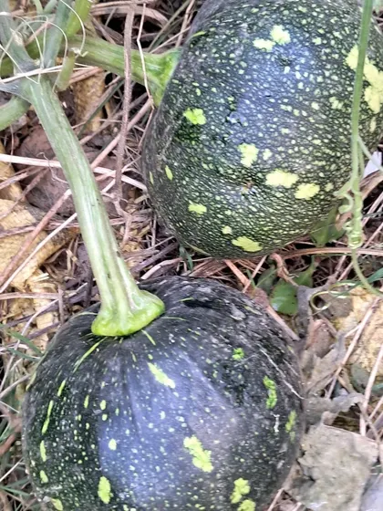 Look at these beautiful pumpkins growing right on the ground in my garden. With the right space and care, you can grow larger vegetables like pumpkins and enjoy a truly farm-fresh experience.