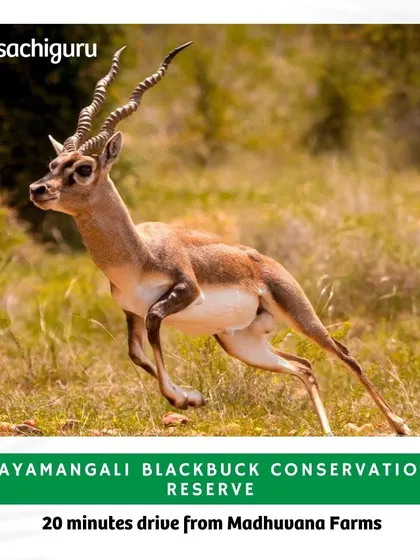 A majestic blackbuck captured mid-stride at the Jayamangali Blackbuck Conservation Reserve, just a short drive from our Madhuvana Farms. Our locations are chosen to be close to such natural wonders.