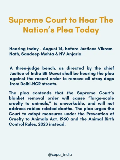 An update before a crucial hearing. I work to ensure the nation's plea for compassion is heard, arguing for science based solutions like the ABC Rules over unworkable removal orders.