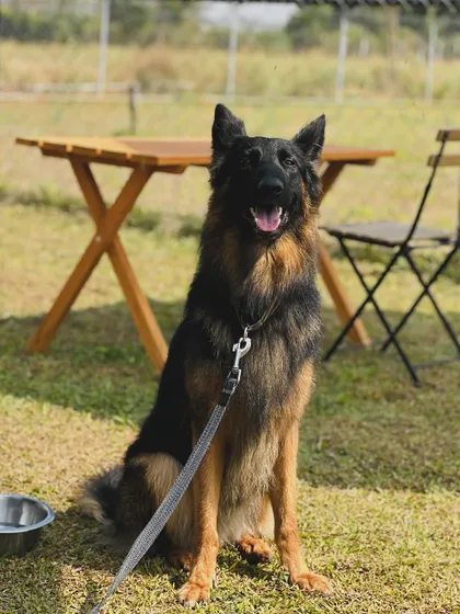 This handsome German Shepherd is looking regal and relaxed during his visit to the camp.